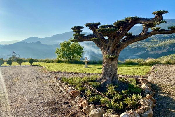 An Andalusian Dreamer