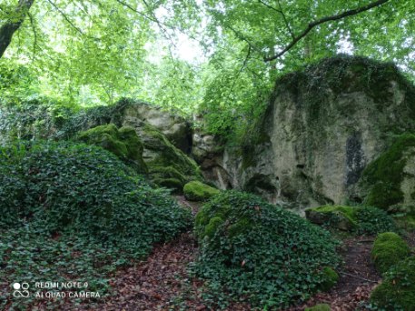 Creatures in the French Woods By Marie Guegain