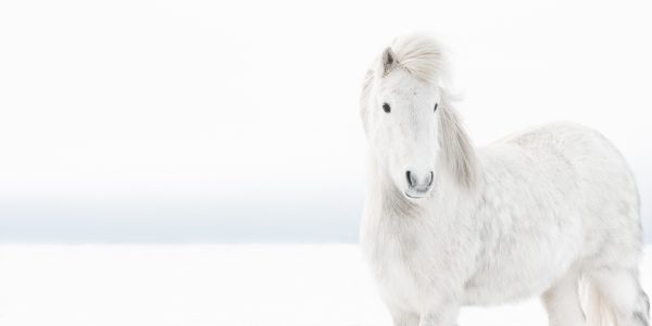 Frosty  White  Horses