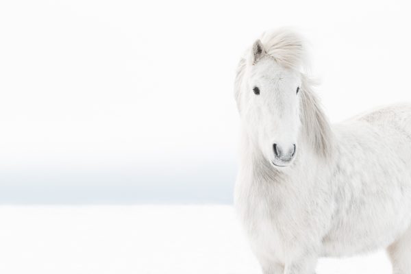 Frosty  White  Horses